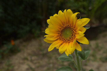 Photograph of one brightly blooming sunflower
