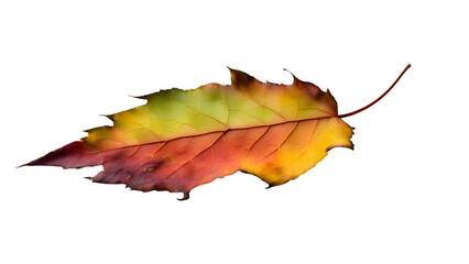 colorful fallen leaf