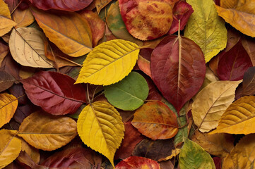 Vibrant autumn leaves pile with rich red, orange, and yellow tones on a clean white background.