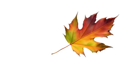 multicolored fallen leaf