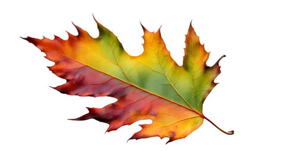 Fototapeta premium multicolored fallen leaf