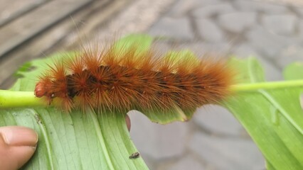caterpillars on green leaves