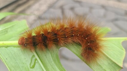 caterpillars on green leaves
