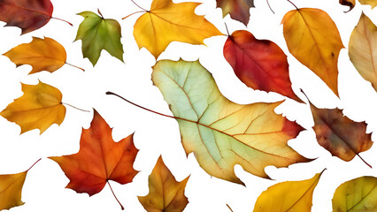 colorful fallen leaf