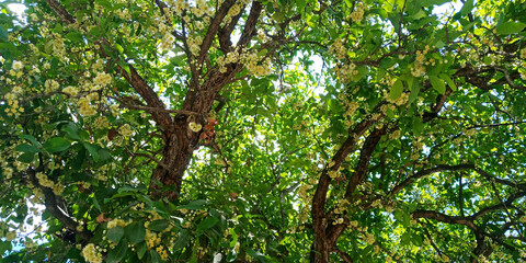 The water apple tree is starting to produce flowers in abundance.