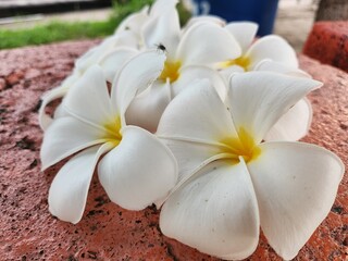 White frangipani flower on old background