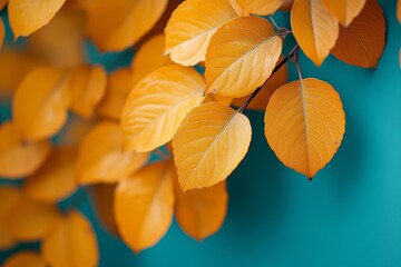 Beautiful orange frame with a variety of orange leaves scattered around it. frame is orange in color, the leaves are of different sizes and shapes, orange background with a minimalist autumn border