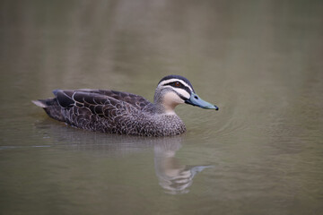 Side view of a Pacific black duck swimming in brown murky water, with drops running along its bill