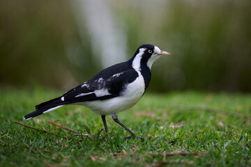 Fototapeta premium Side view of a female magpie-lark, or peewee bird, walking along a grassy area in a park