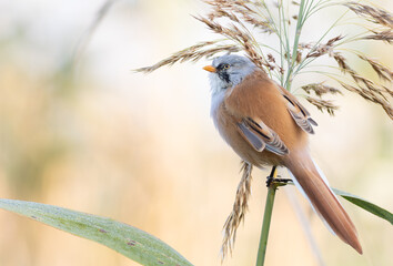 Bearded reedling, Panurus biarmicus. A male bird sits on a reed stalk on a riverbank