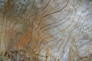 Old tree texture. Bark pattern, For background wood work, Bark of brown hardwood, thick bark hardwood, residential house wood. nature, tree, bark, hardwood, trunk, tree, tree trunk close up texture
