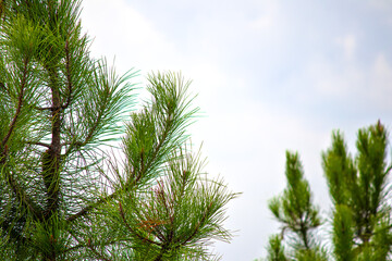 Obraz premium Pine tree. Green pine needles on sky background. Natural wallpaper idea concept. Copy space