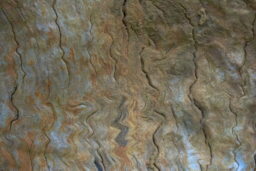Old tree texture. Bark pattern, For background wood work, Bark of brown hardwood, thick bark hardwood, residential house wood. nature, tree, bark, hardwood, trunk, tree, tree trunk close up texture