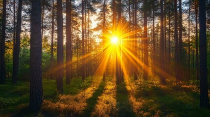 Obraz premium Sunlight shines brightly through the trees, creating a magical atmosphere in the pine forest.