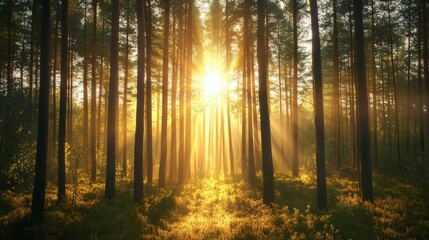 Fototapeta premium Sunlight shines brightly through the trees, creating a magical atmosphere in the pine forest.
