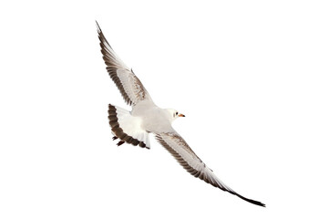 Beautiful seagull flying isolated on transparent background png file