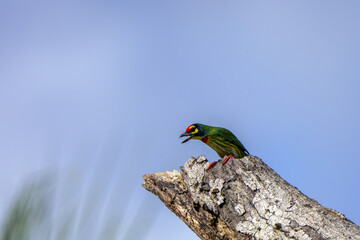 The cute coppersmith barbet on tree with blue sky