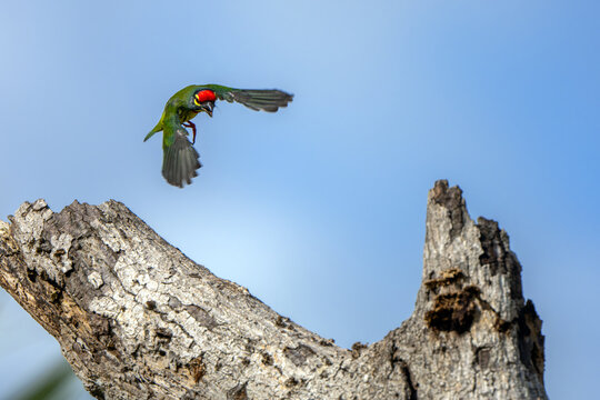 The cute coppersmith barbet on tree with blue sky
