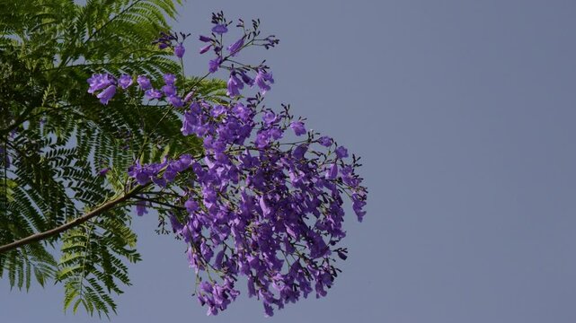 Jacaranda or Jacaranda mimosifolia a purple-colored flowering tree with green leaves. Blooming Jacaranda purple flower.