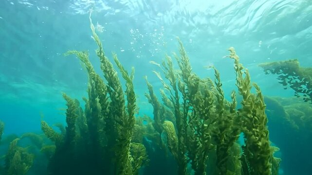 Colorful seaweed dances gracefully in the clear, sunlit waters, creating a serene underwater landscape, inviting exploration and serenity