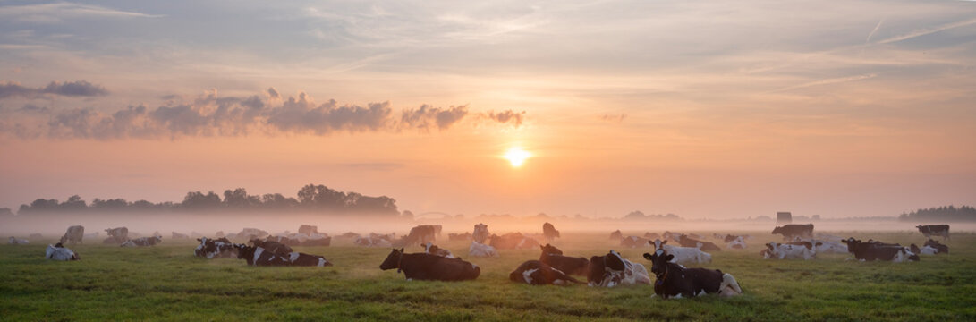 herd of cows in misty meadow during colorful sunrise in the netherlands - Powered by Adobe