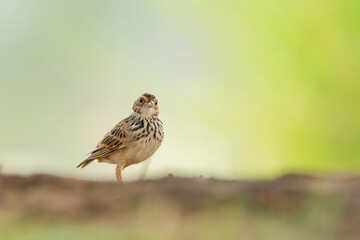 Indochinese Bushlark walking on the ground