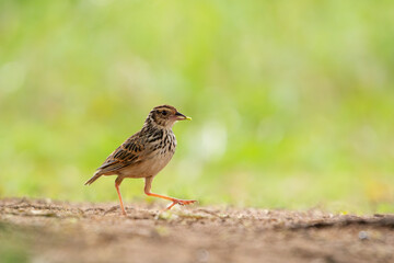 Indochinese Bushlark walking on the ground