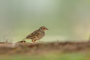 Indochinese Bushlark walking on the ground