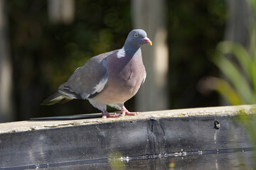 Pigeon at the edge of a pond, thirsty pigeon at the pond, pigeon in the sunlight, gray wood pigeon