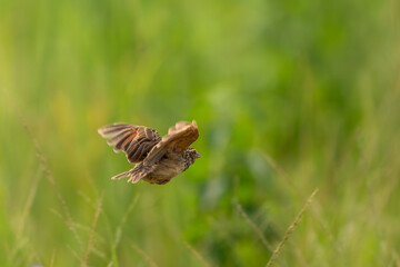 Indochinese Bushlark are flying above field