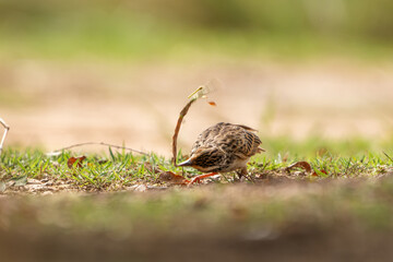 Indochinese Bushlark feeding on the ground