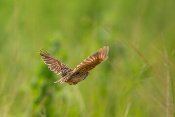 Indochinese Bushlark are flying above field