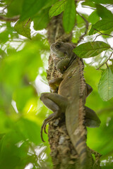 Chinese Water Dragon on the tree in rain forest