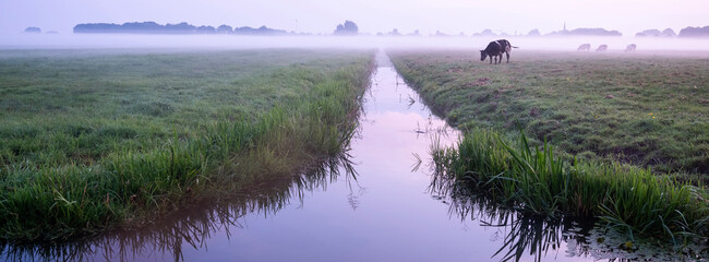 beef cows in meadow during sunrise near culemborg in the netherlands