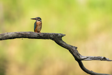 Common king kingfisher are standing on the tree