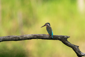 Common king kingfisher are standing on the tree