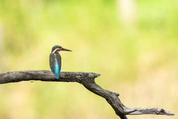 Common king kingfisher are standing on the tree