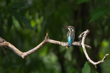 Common king kingfisher are standing on the tree