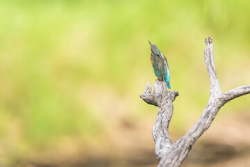 Common king kingfisher are standing on the tree