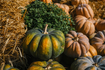 Colorful pumpkins and decorative gourds displayed on straw bales at a fall harvest festival