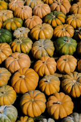 A colorful display of pumpkins in a field ahead of the autumn harvest season