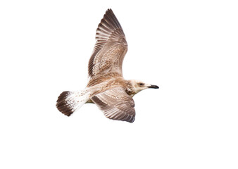 Seagull in flight isolated on white background