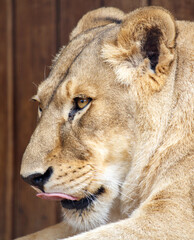 Portrait of a lioness in nature
