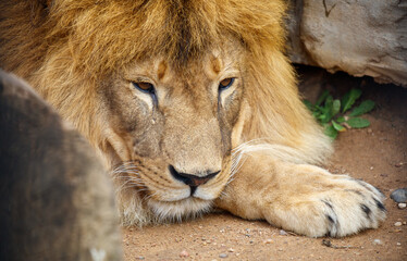 Portrait of a lion in a zoo