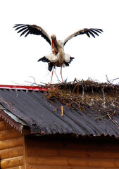 Stork love on the roof isolated white background