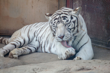 An albino tiger licks its paw