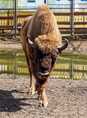 Portrait of a Bison at the Zoo