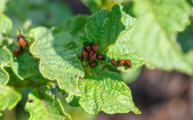Colorado potato beetle on potato leaves. Close-up