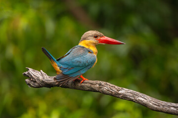 stork billed kingfisher are shake the fur after hunting in water.