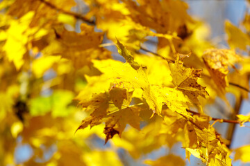 Yellow leaves on a maple tree in autumn